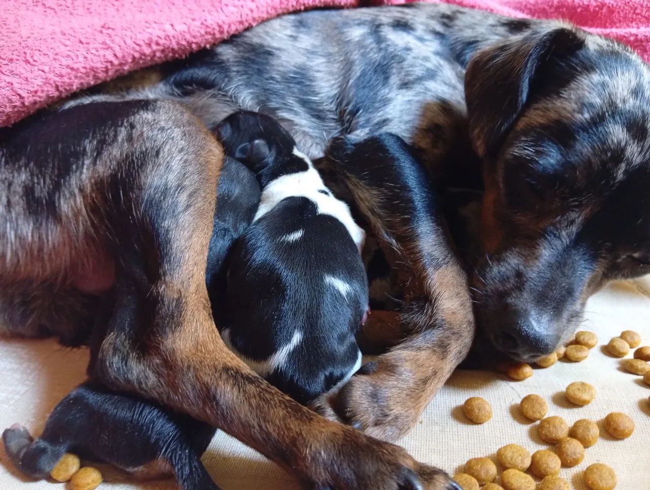 Pinscher merle  - Foto 2