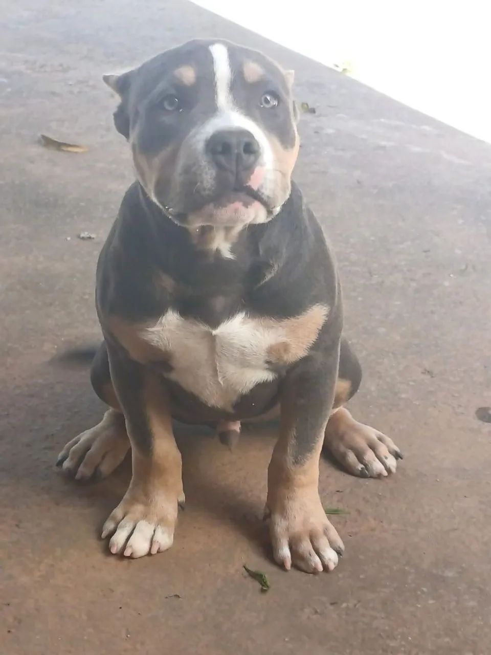 Cachorro  - Foto 5