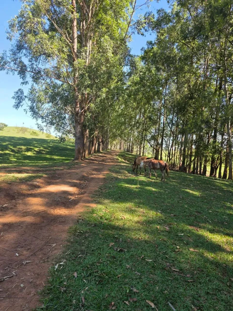 FAZENDA INHUMAS - Foto 4
