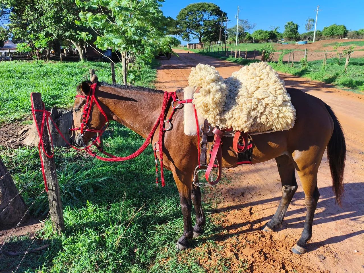 Égua mestiça quarto de milha, 5 anos, mansa para criança.