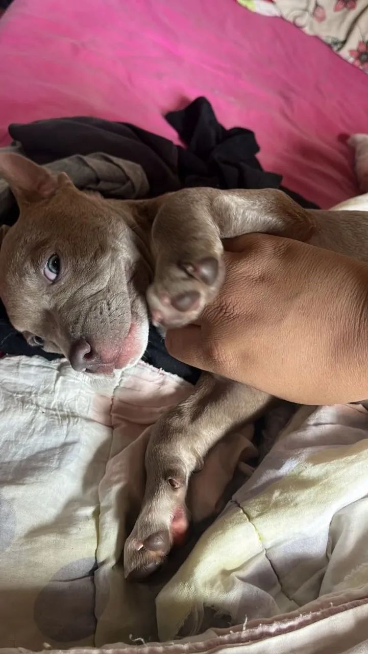  cachorro Pitbull  - Foto 3