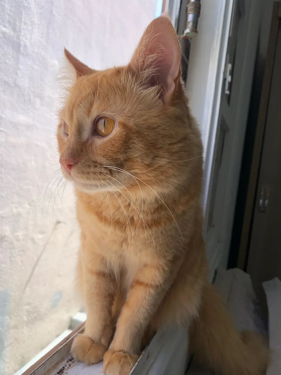 Gato para adoção  - Foto 3