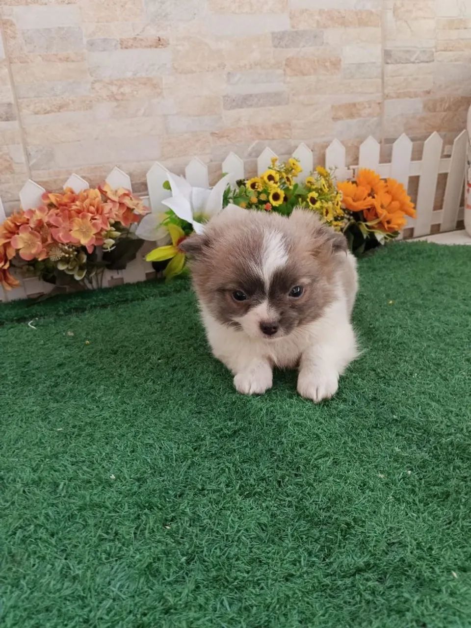 Chihuahua  - Foto 4