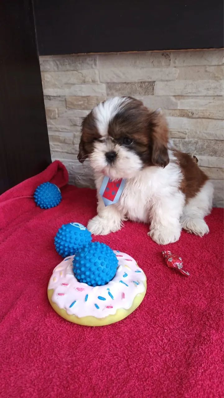 Filhotes de shih tzu @