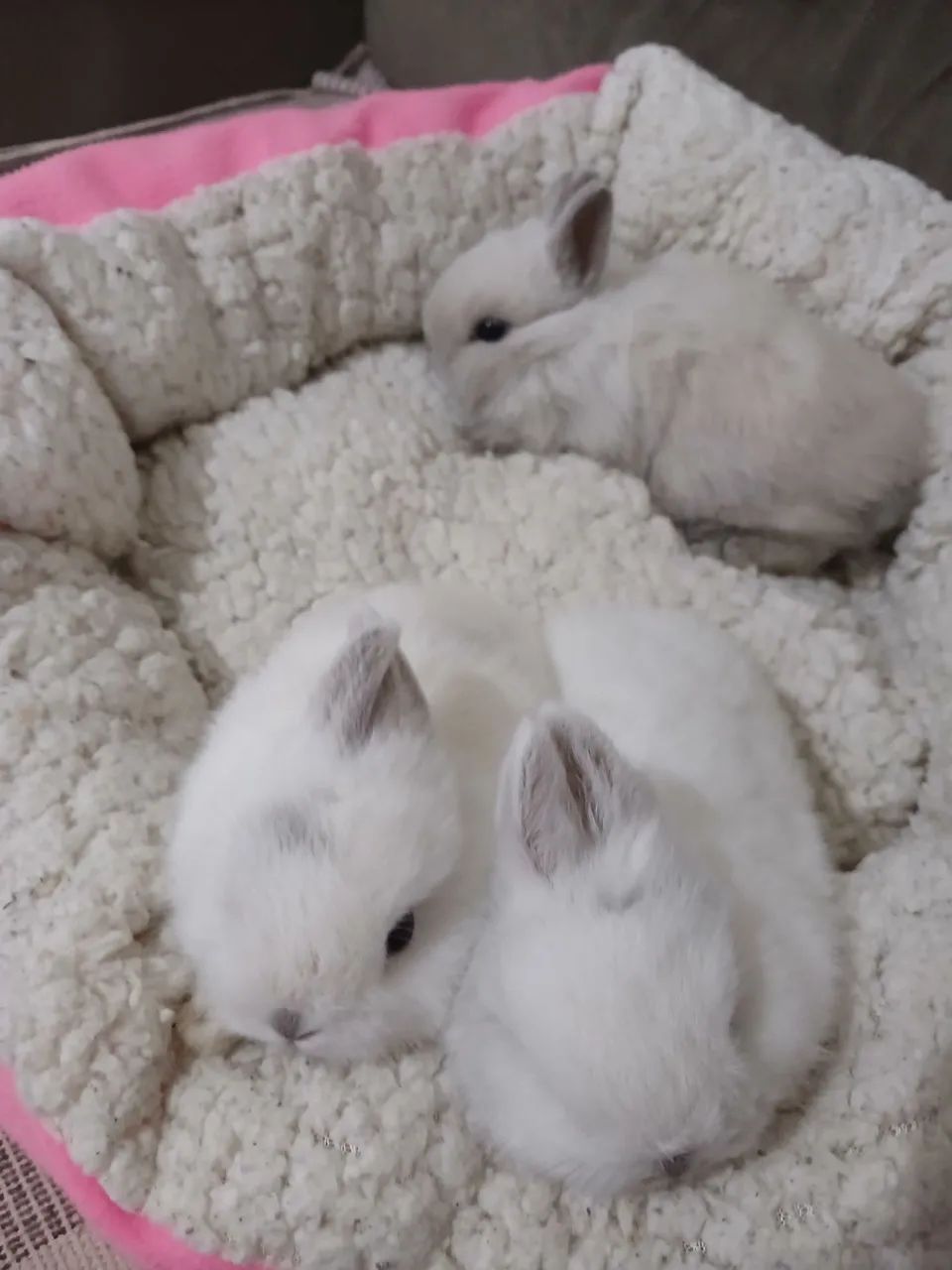 Mini  coelho netherlamd coelho anão  - Foto 4