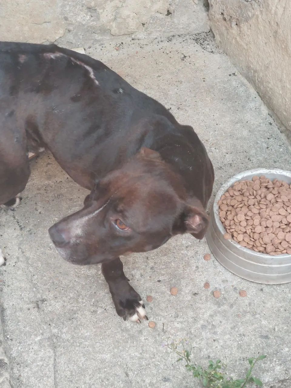 Doação cachorro pitbull com labrador