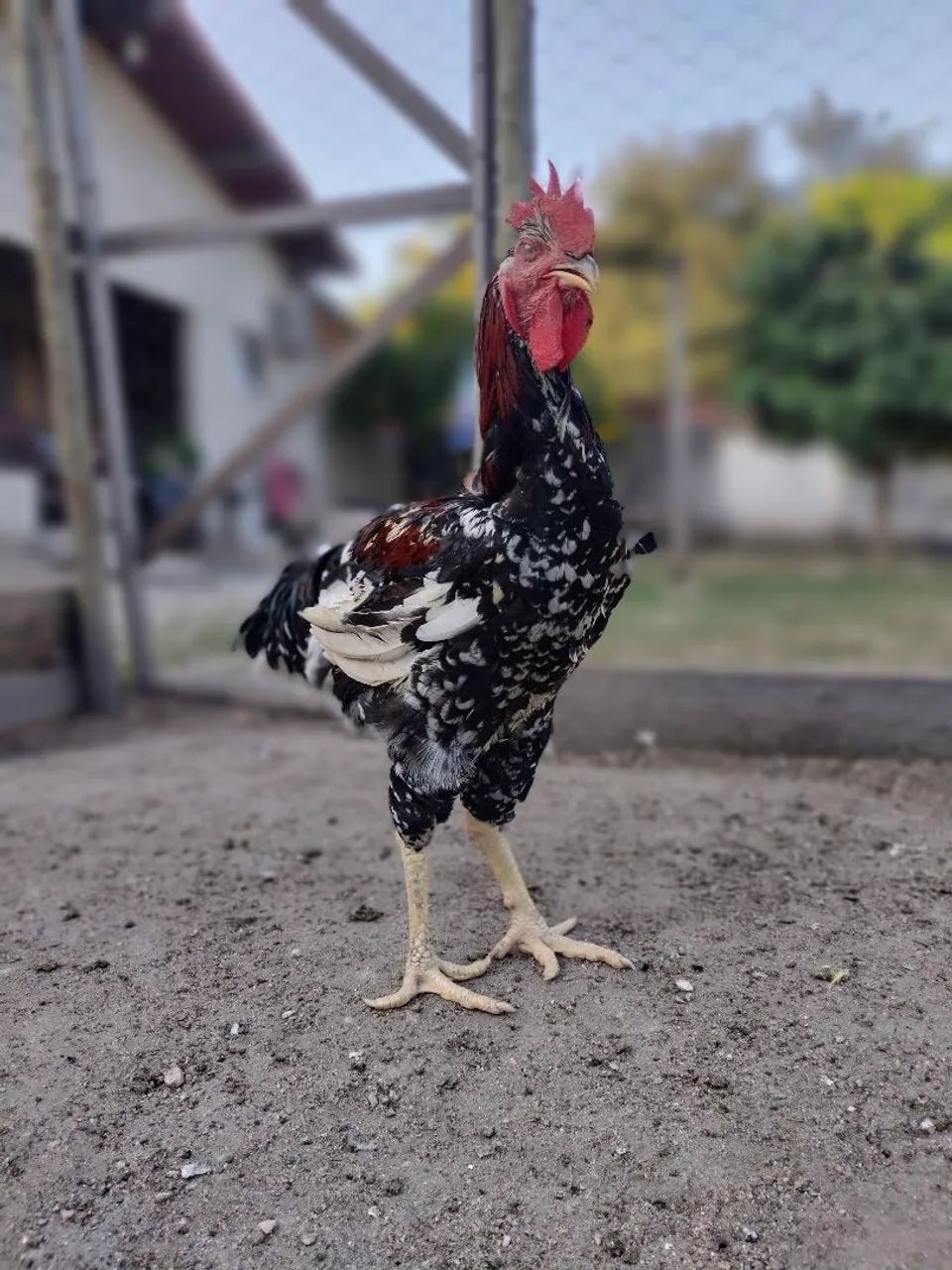 Galo  - Foto 2