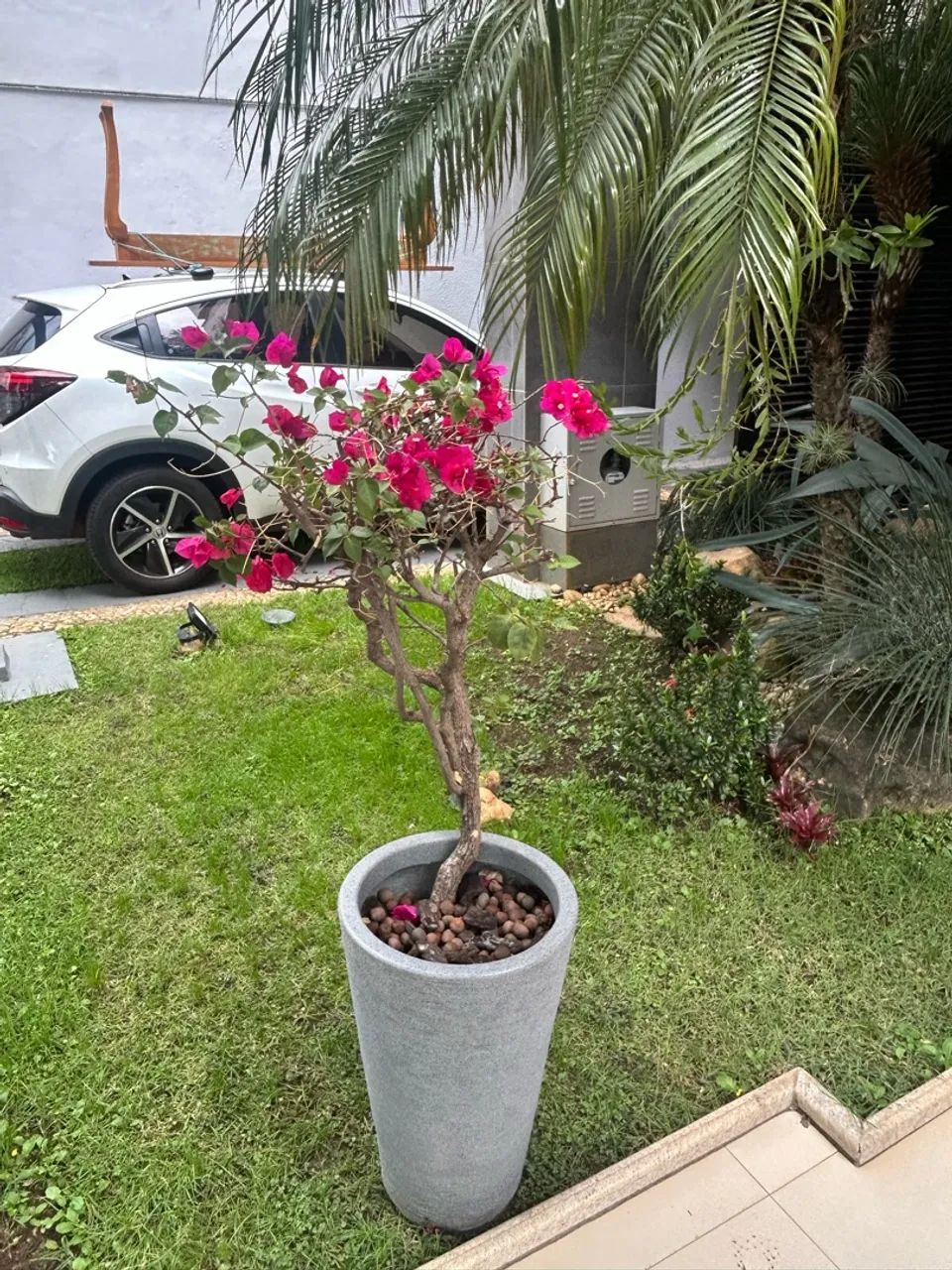 Buganvile planta com vaso - Foto 3