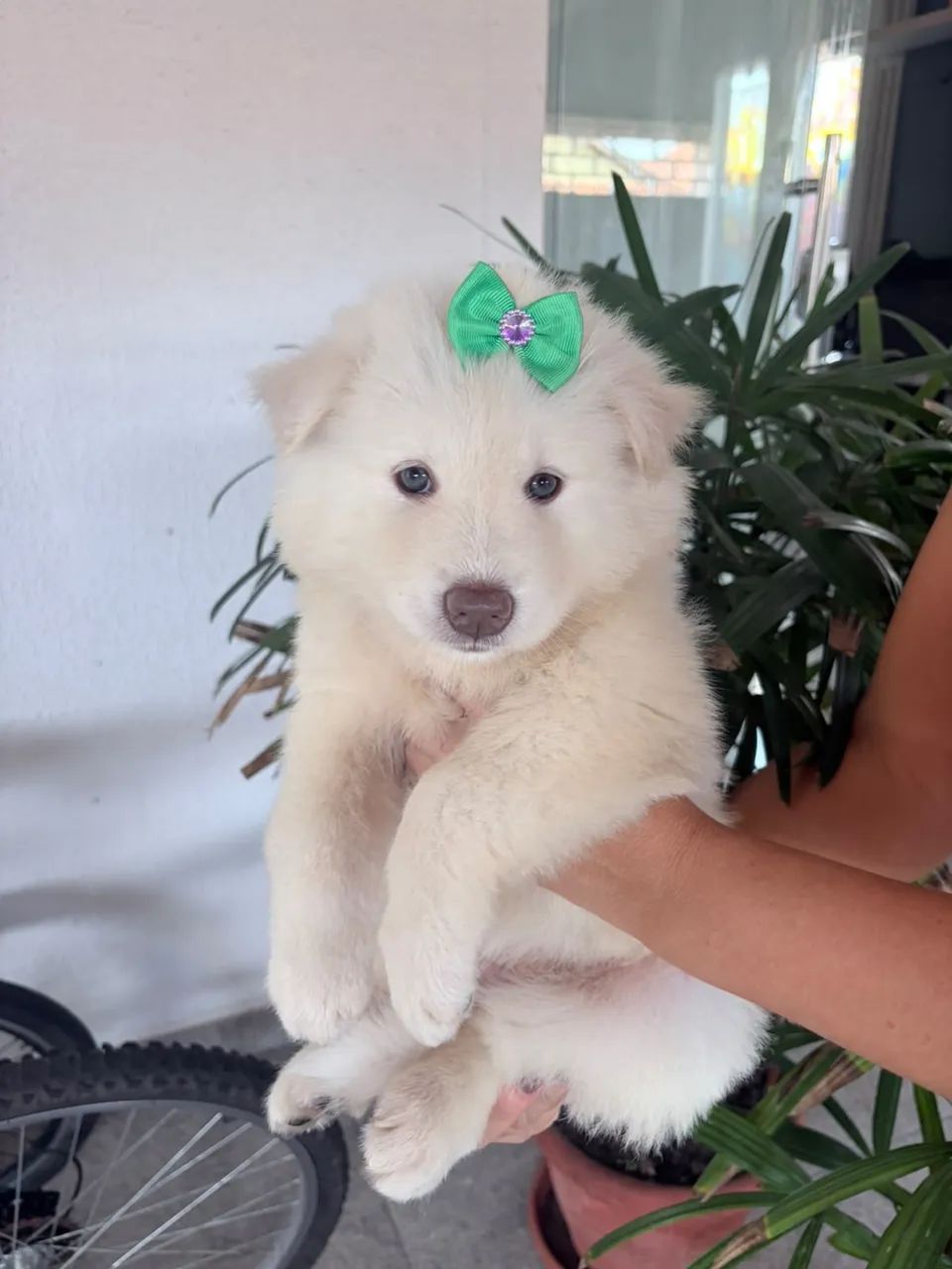 Vendo filhotes de Husky - Foto 4