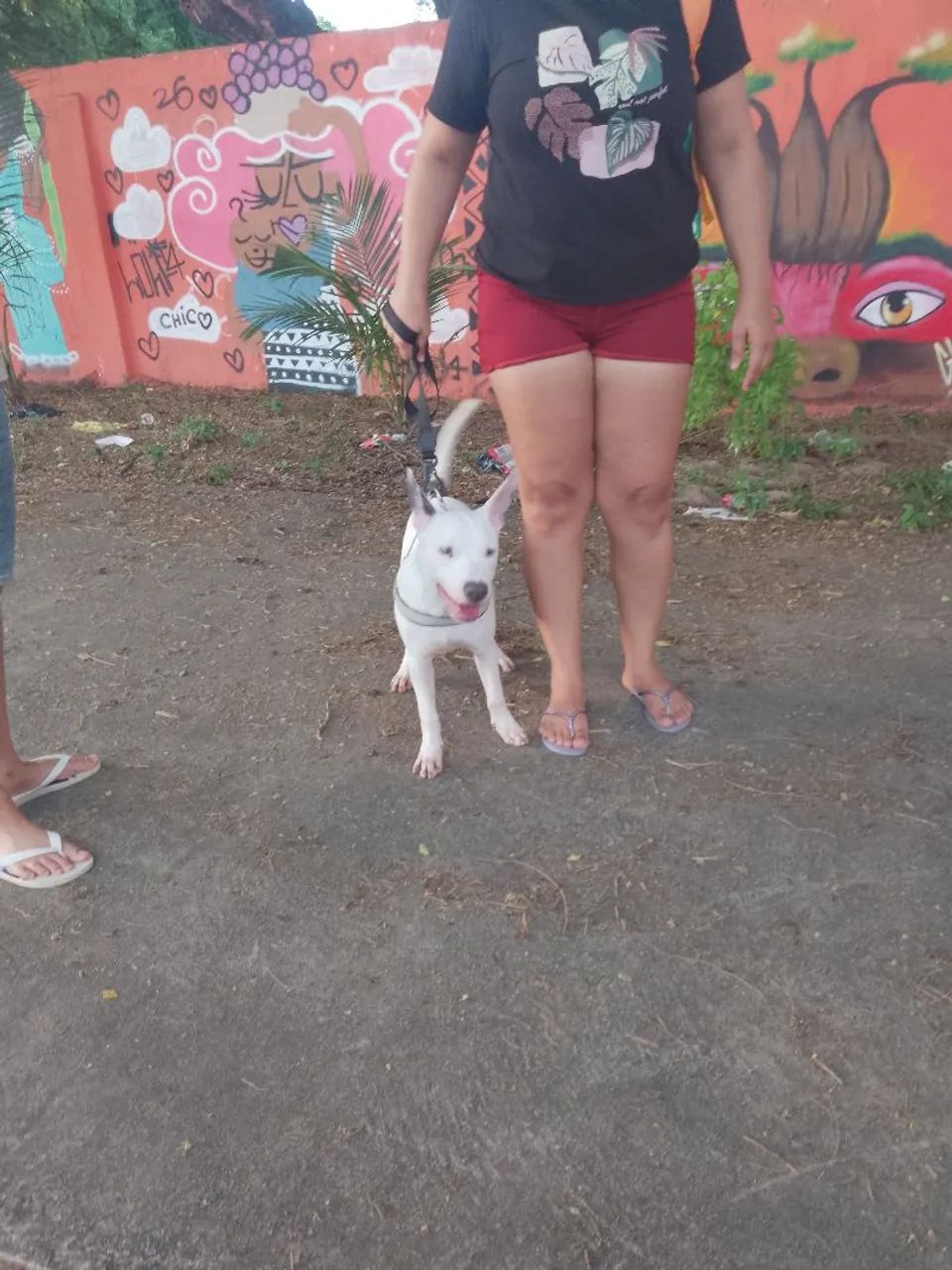 Pitbull 5 meses (Macho) - Foto 2