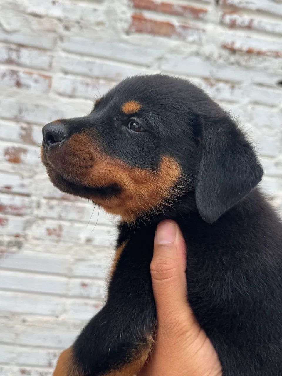 Rottweiler 