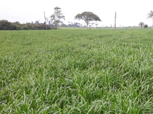 645 Hectares,40% argila,pecuária, Excelente para soja Próximo MT-220 - Foto 8