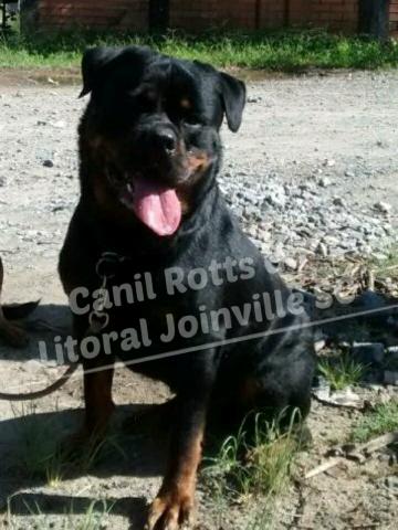 Netos do alemão campeão karlo vom bruchgraben - Foto 4