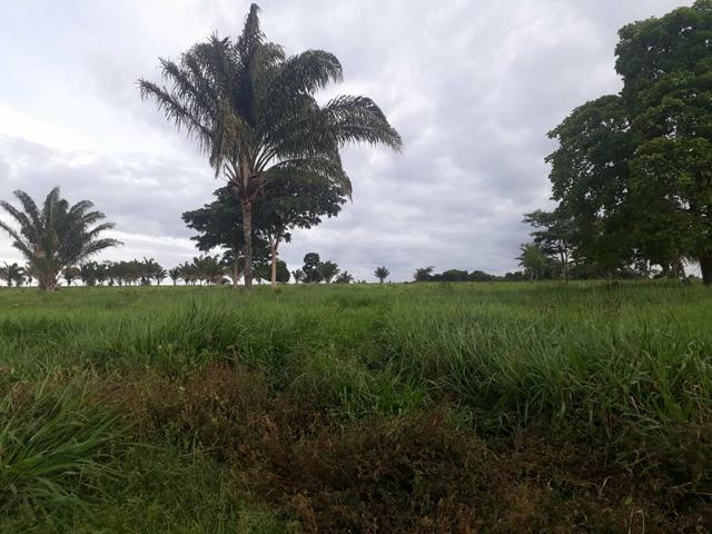 50 Alqueires em Cidelândia, * * - Foto 2