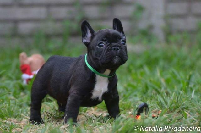 Filhotes de buldogue francês