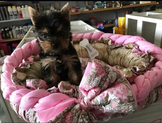 Yorkshire Terrier
