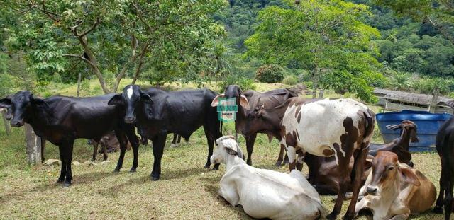 Fazenda de 290 Hectares com toda infraestrutura, rica em água mineral.+ Jazia de Mármore - Foto 8