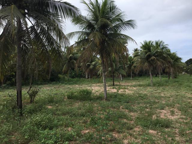 Sol 22 - Excelente Granja sendo 6385m² no Centro - São José de Mipibu - RN - Foto 13