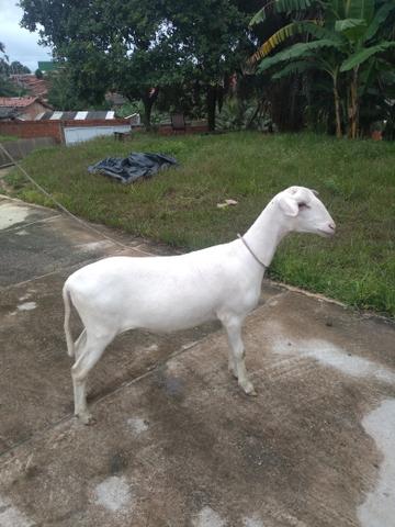 Ovelhas e carneiros - Foto 3