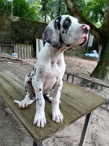 Dogue alemão - Foto 3