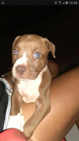 Vende-se pit bull de 1 mês