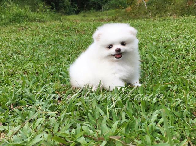 Lulu da pomerânia - branco de linhagem importada - Foto 2