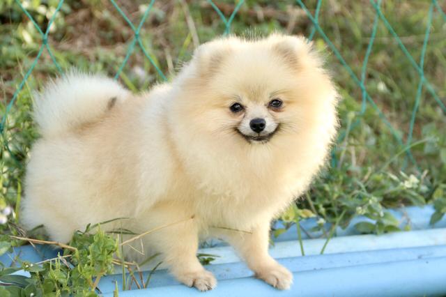 Ele Cabe dentro bolsa NÃO CRESCE MAIS LULU DA POMERANIA - Foto 5