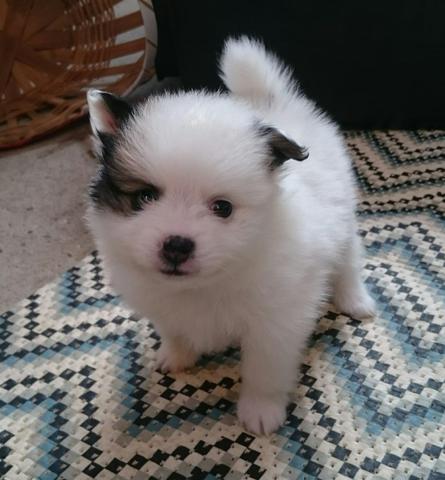 Lulu da Pomerânia - Foto 6