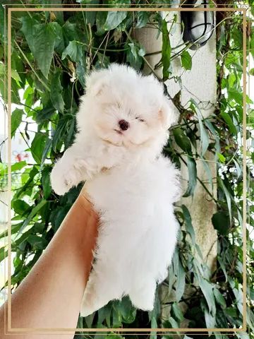 Maltês Terrier micro legítimos Pedigree CBKC!! - Foto 5