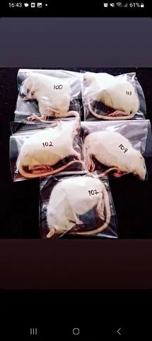 Ratos twster e camundongos, vivos e abatidos  - Foto 4