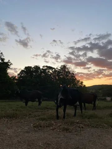 Vacas leiteiras  - Foto 4
