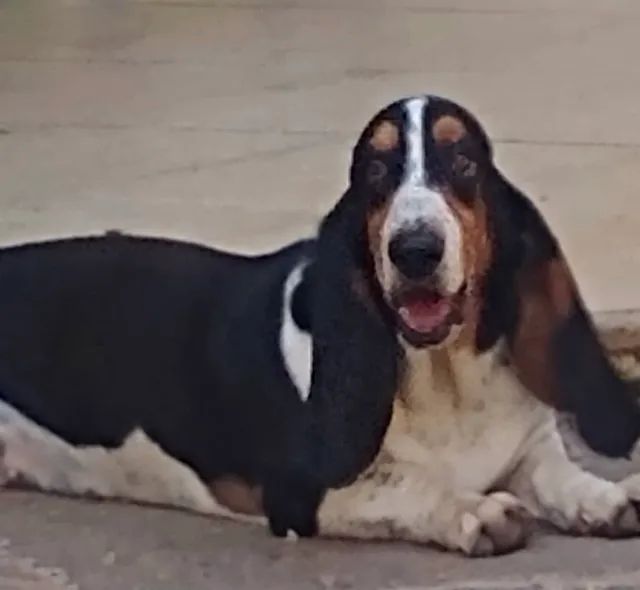 Basset olx 2024