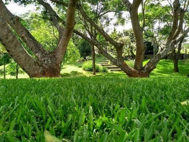 Recuperação e Manutenção de Gramado - Foto 3