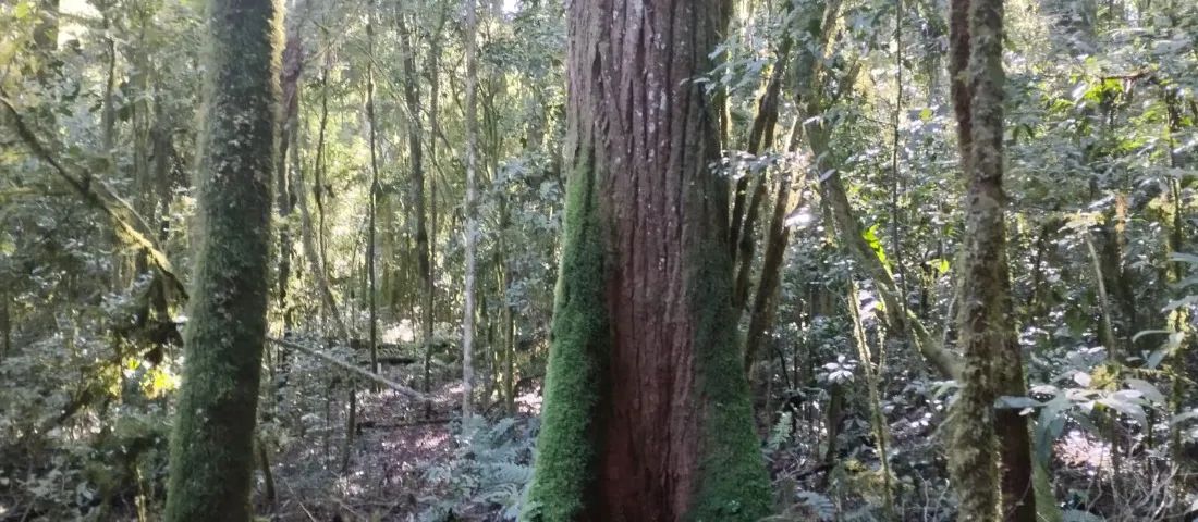 foto - São José dos Pinhais - 