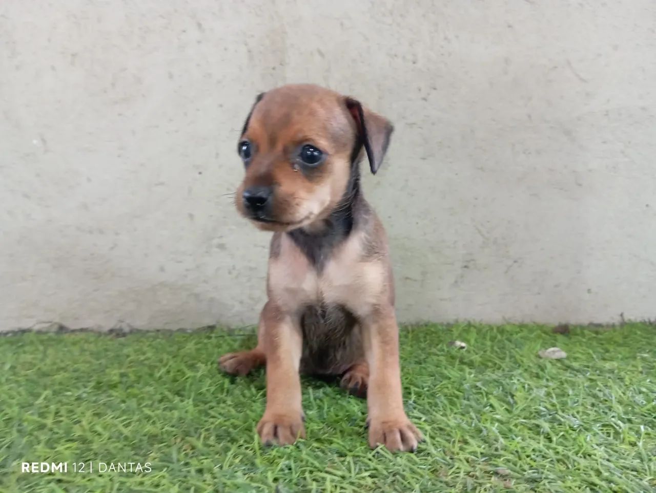 Filhote de Pinscher Miniatura