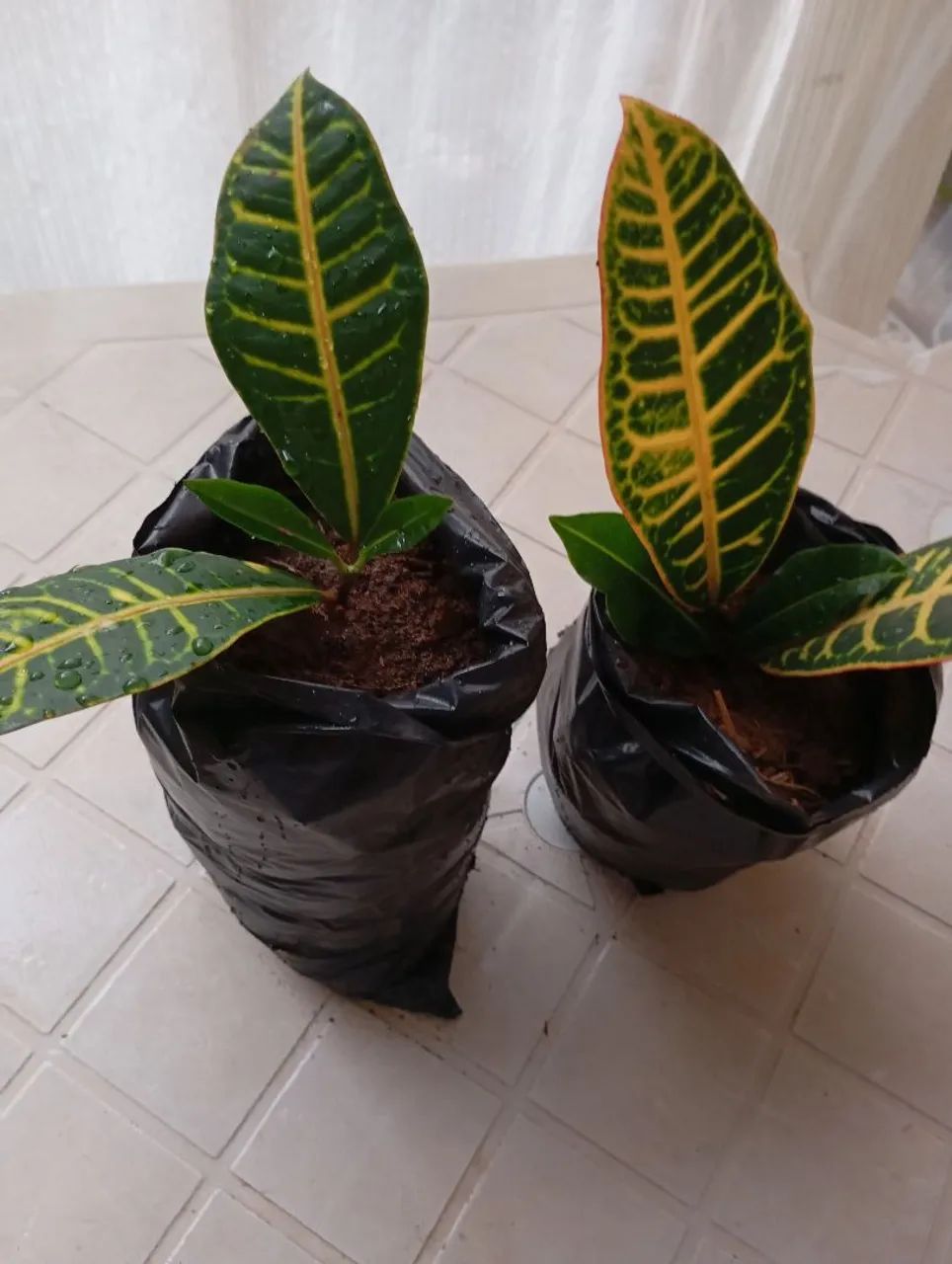 Palmeira Areca bambo - Foto 5