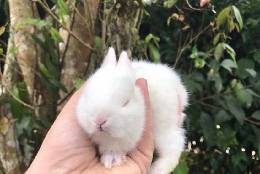 Mini coelho anao  - Foto 3