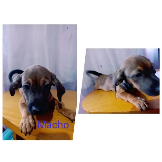 Doação de filhotes de cachorro - Foto 3