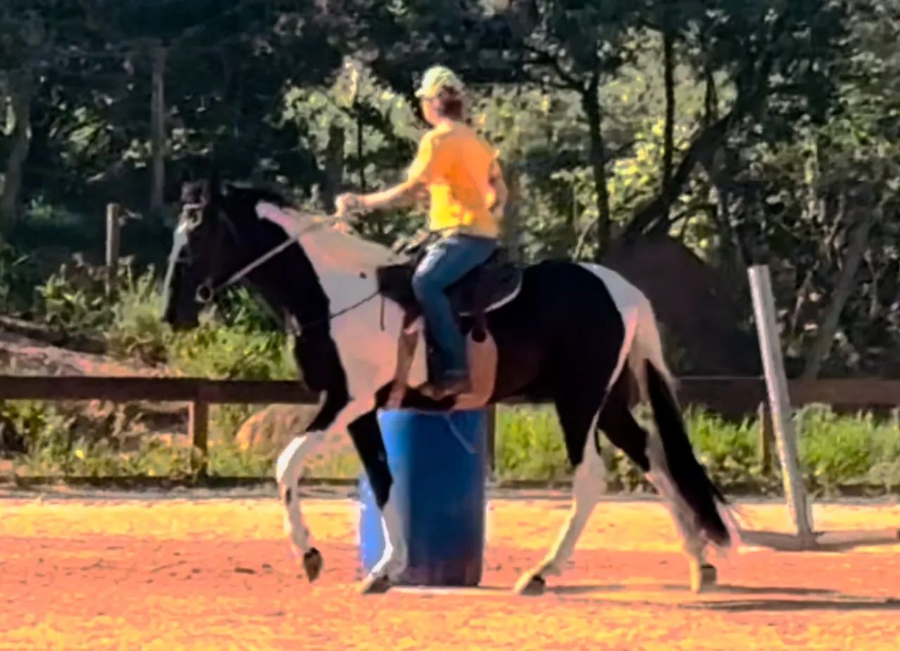 Cavalo Mangalarga / Campolina - aceito propostas - Foto 3