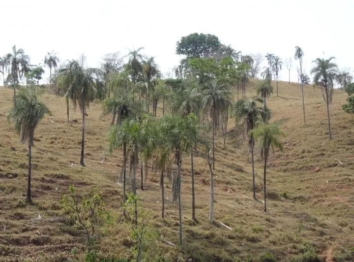 Fazenda de 246 hectares (51 alqueires) - Foto 4