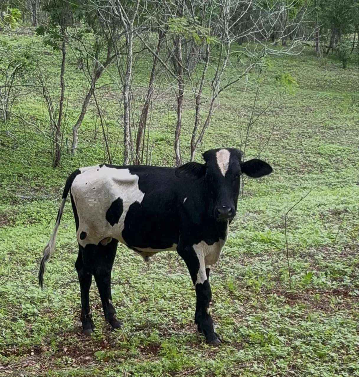 Boi Barato? Aqui tem! 
