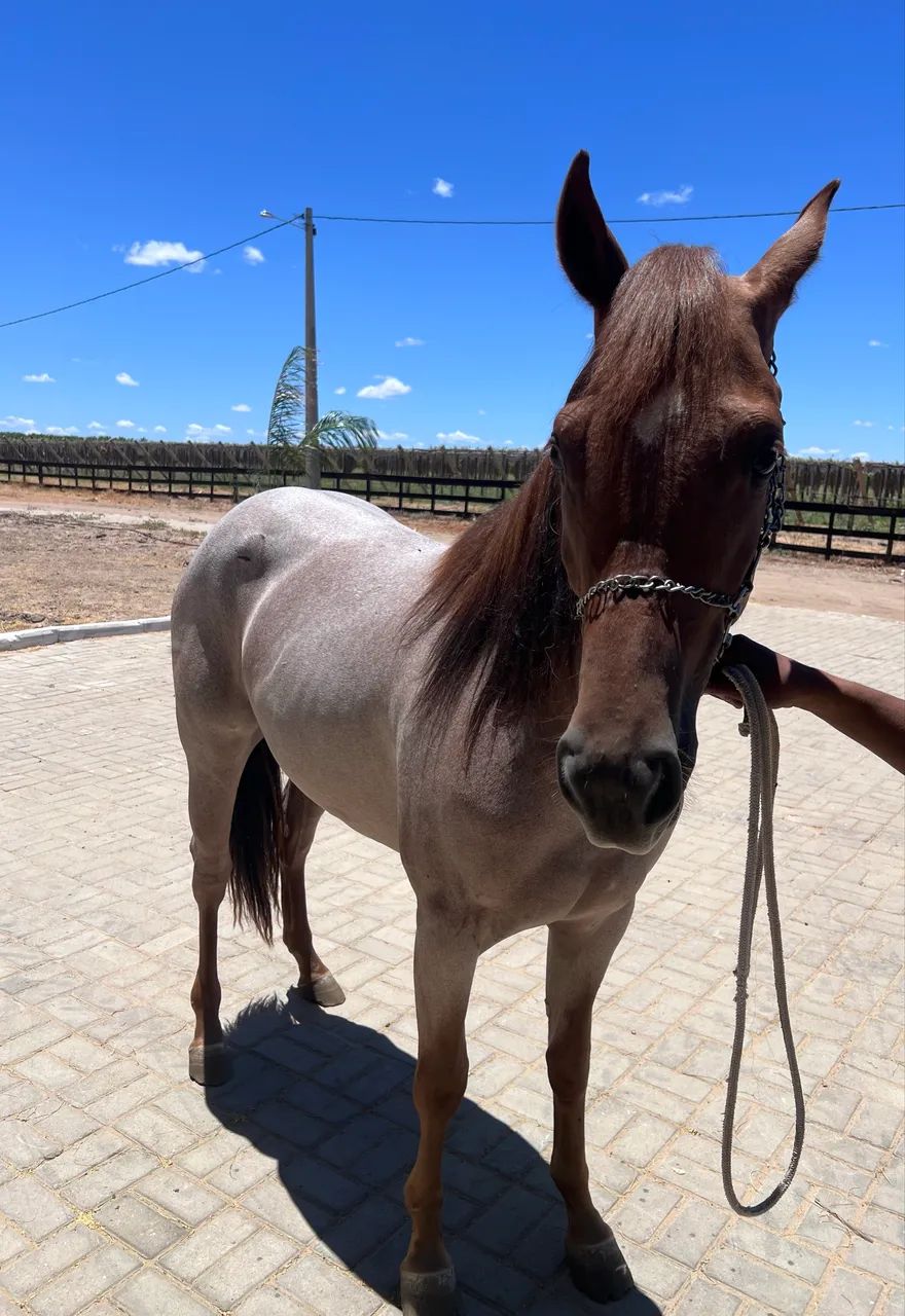 Potra Registrada Meio Sangue  - Foto 3
