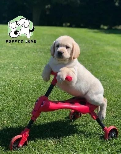 Labrador linhagem campea ( foto real fêmea em loja )