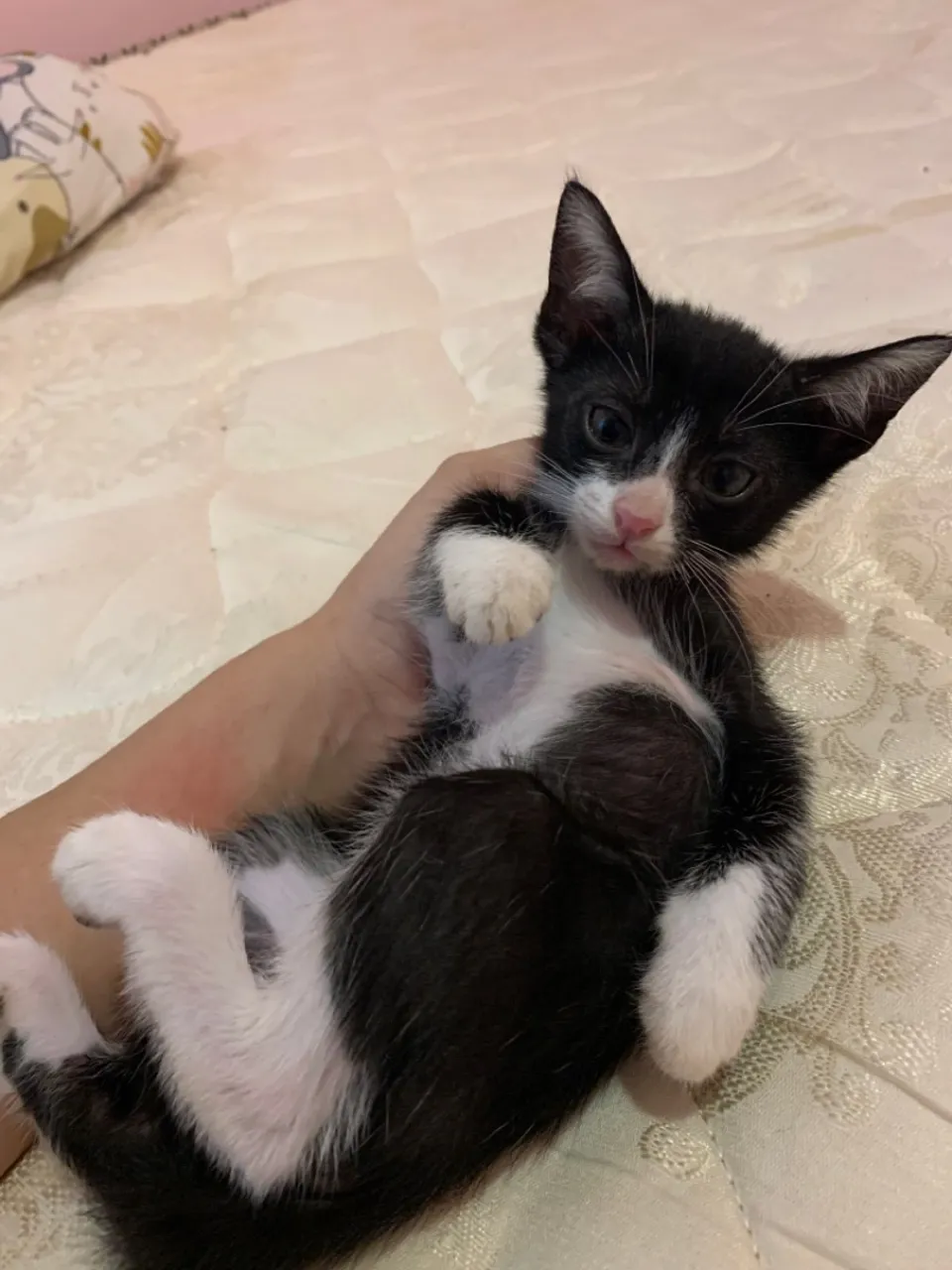 Gatinho filhote: Pelúcia charmosa para alegrar seu lar!