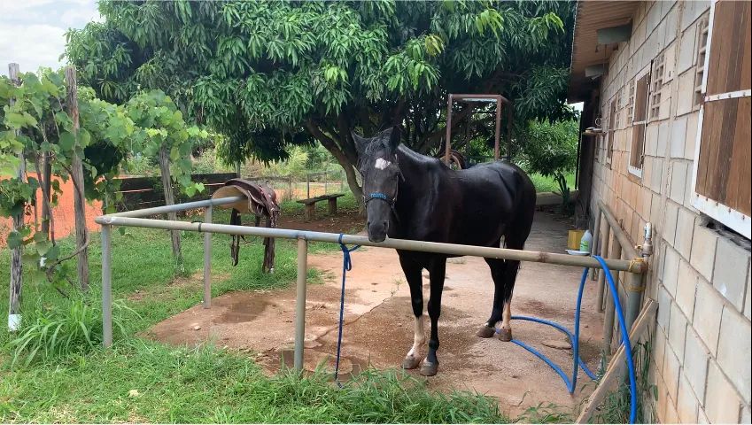Cavalo Mangalarga Marchador Preto - Fator do Kelner - Dócil e Registrado. - Foto 6