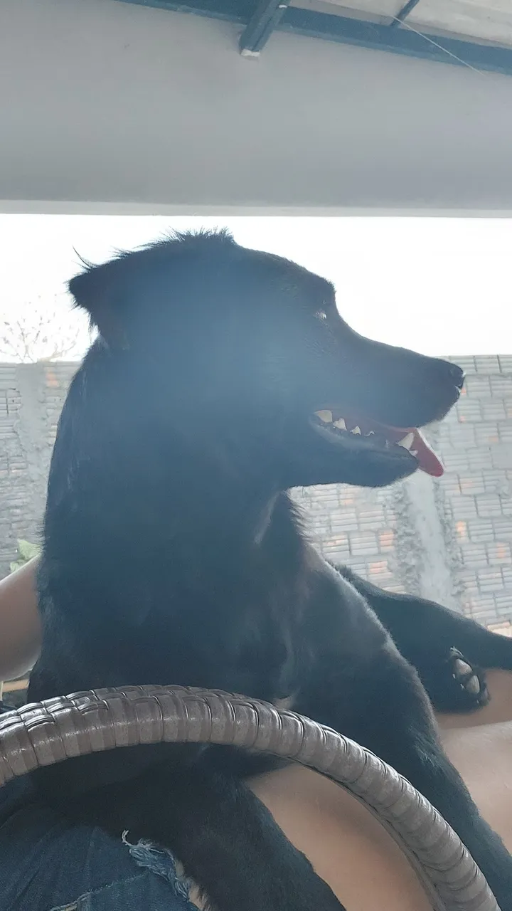 Cão adorável para adoção