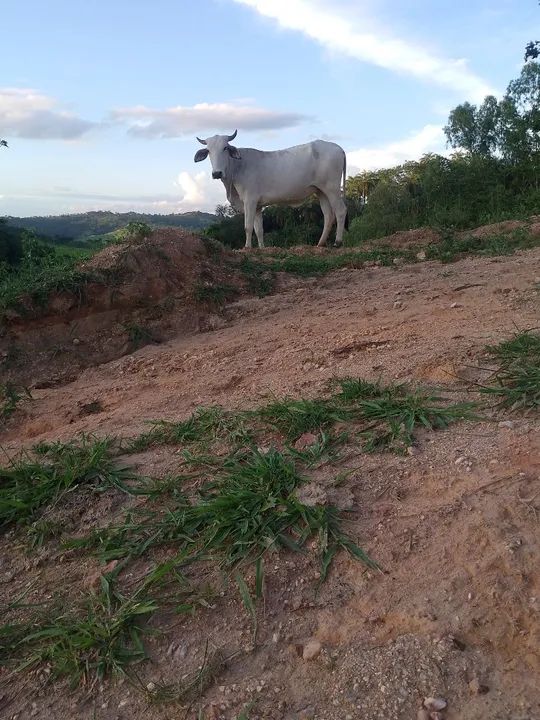 novilha vaca - Foto 2