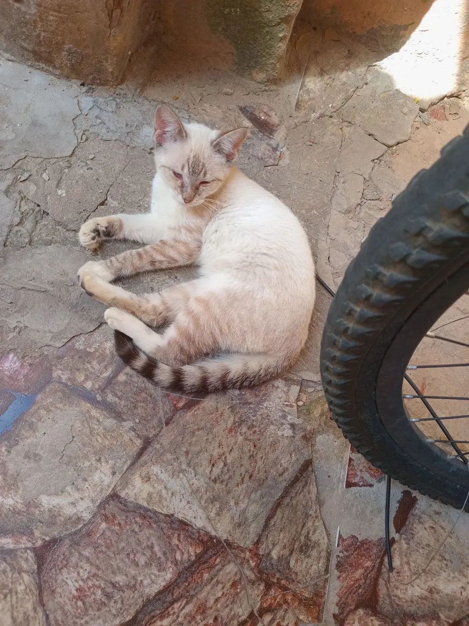 Doa se gatos  - Foto 4