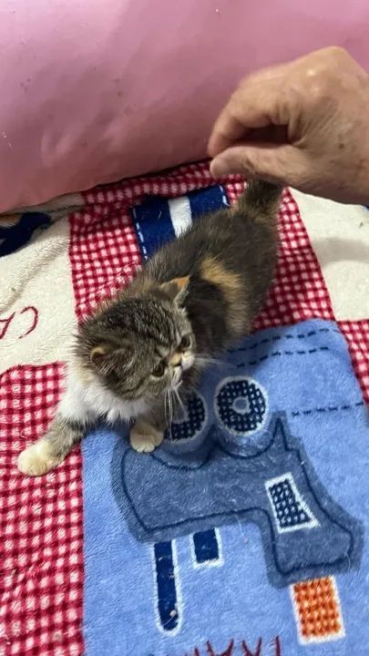 GATOS PERSAS EXOTICOS