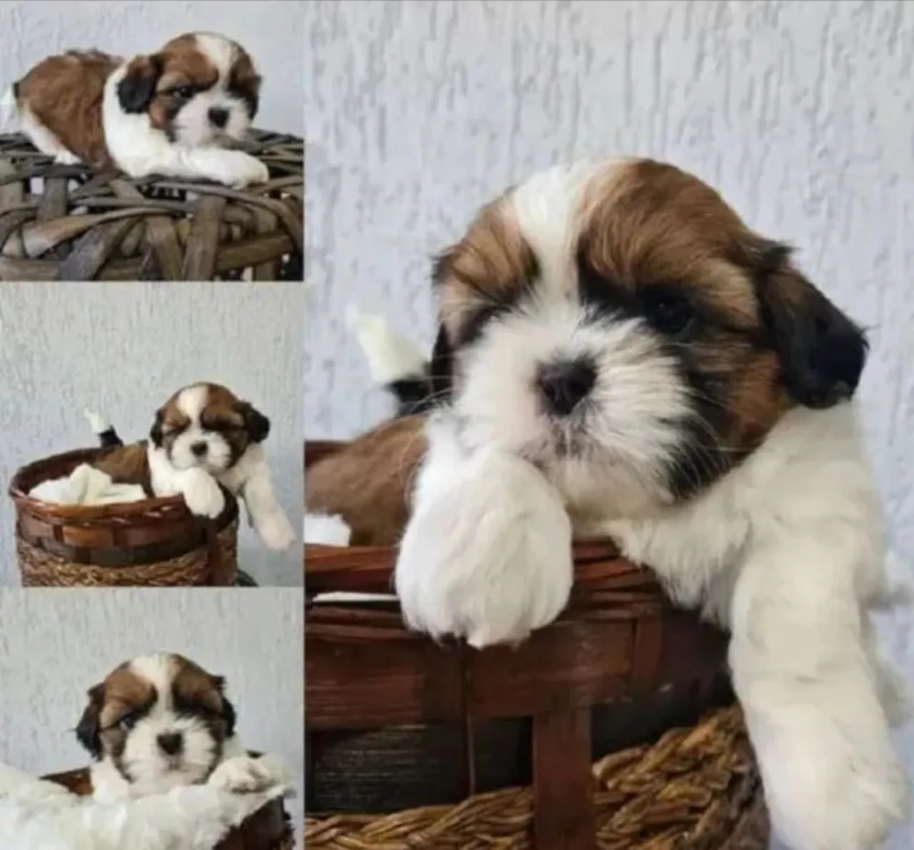 Filhote Shih Tzu mini machos e fêmeas pelos de seda